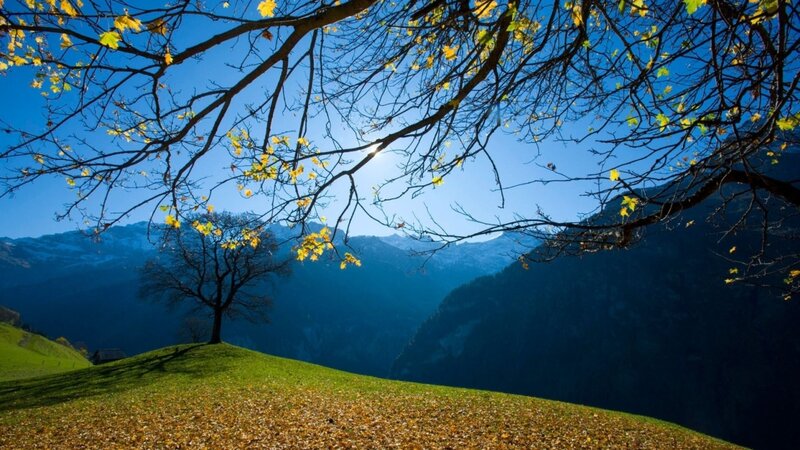 Tree on Grassy Hill — Green, Serene, Autumn