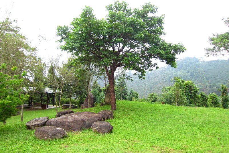 Tree on Grassy Hill — Green, Serene, Morning