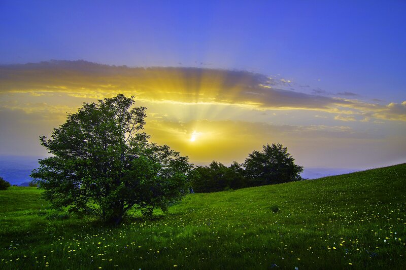 Tree on Grassy Hill — Green, Serene, Sunset, Photograph, Sun