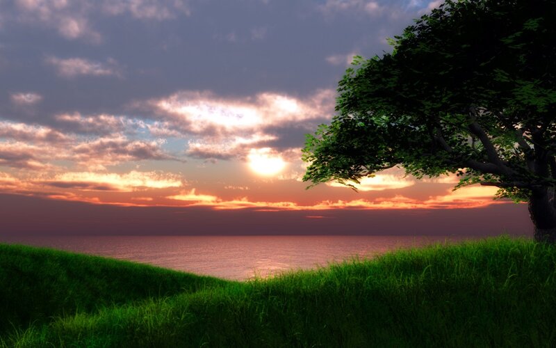 Tree on Grassy Hill — Green, Serene, Sunset