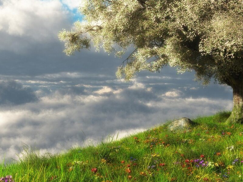 Tree on Grassy Hill — Green, Serene