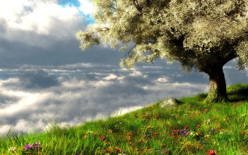 Tree on Grassy Hill — Green