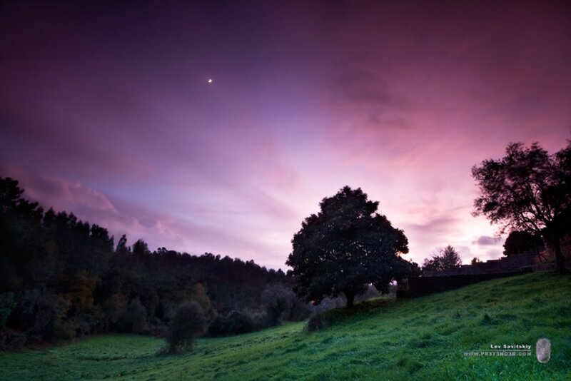 Tree on Grassy Hill — Purple