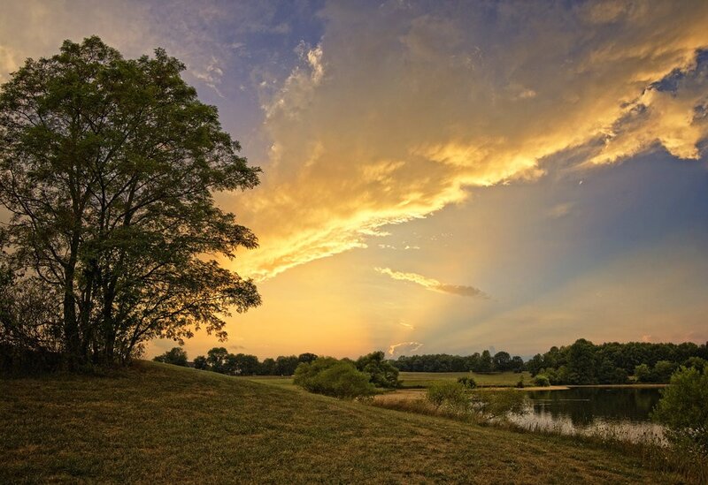 Tree on Grassy Hill — Yellow, Dramatic
