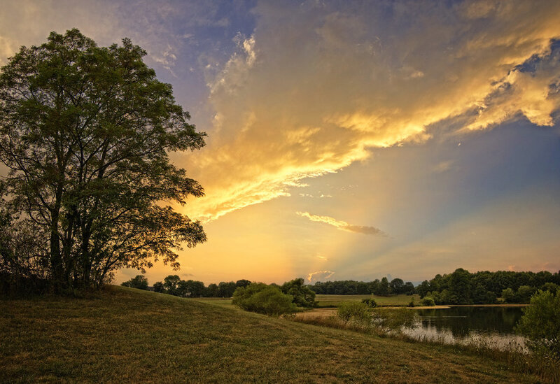 Tree on Grassy Hill — Yellow