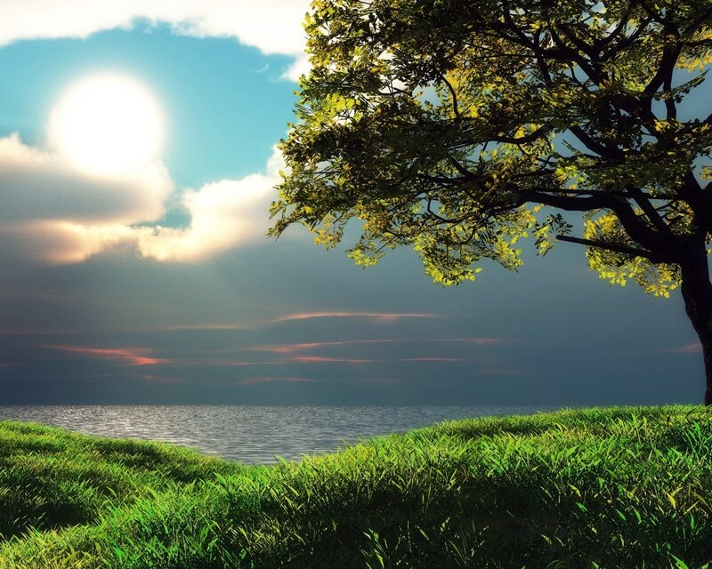 Tree on Grassy Shore — Green, Serene, Afternoon
