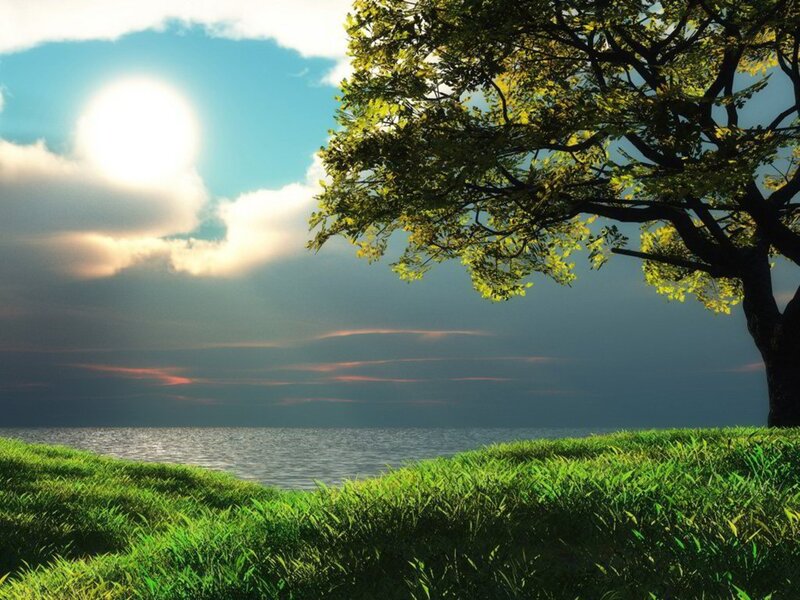 Tree on Grassy Shore — Green, Serene