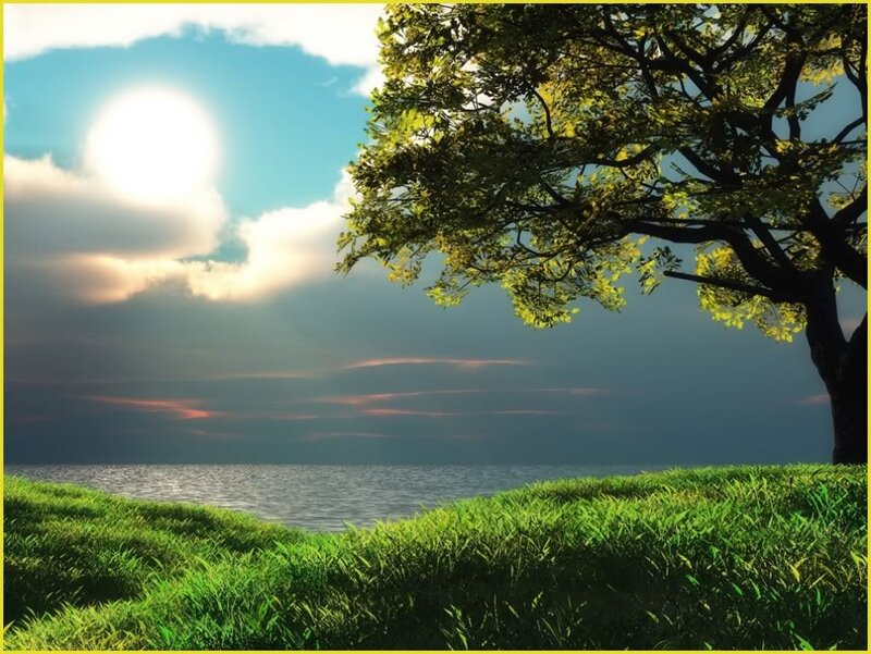 Tree on Grassy Shore