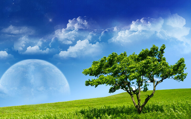 Tree on Green Hill — Serene