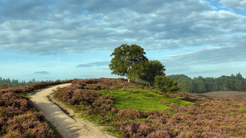Tree on Heather Hill