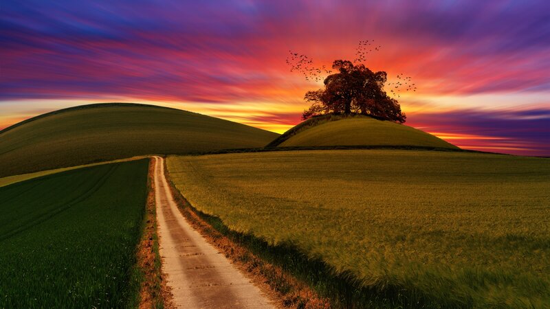 Tree on Hill at Sunset — Purple