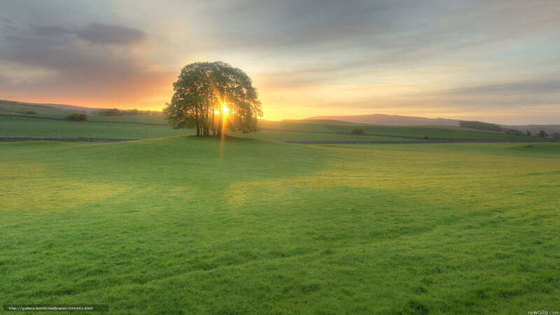 Tree on Hill at Sunset