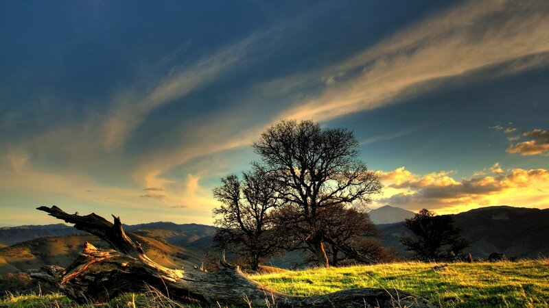 Tree on Hillside at Sunset — Blue, Dramatic