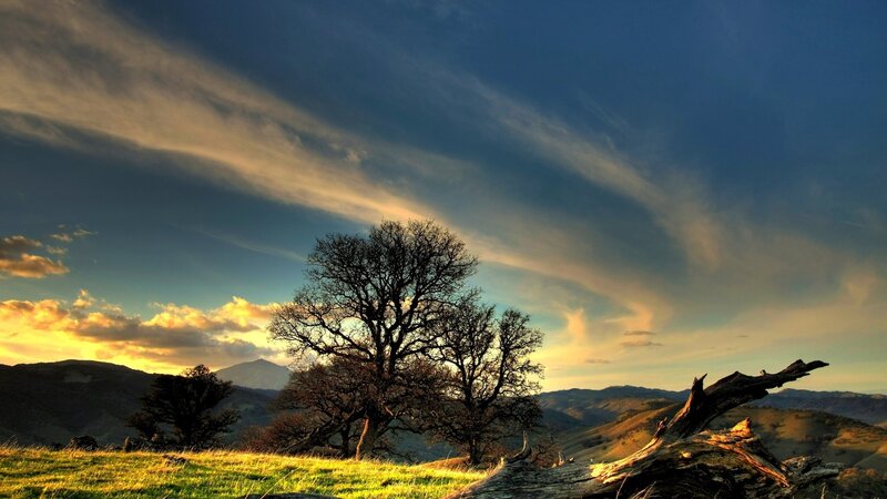 Tree on Hillside at Sunset
