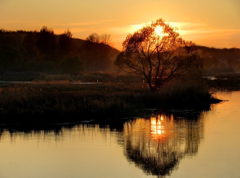 Tree on Island at Sunset — Orange