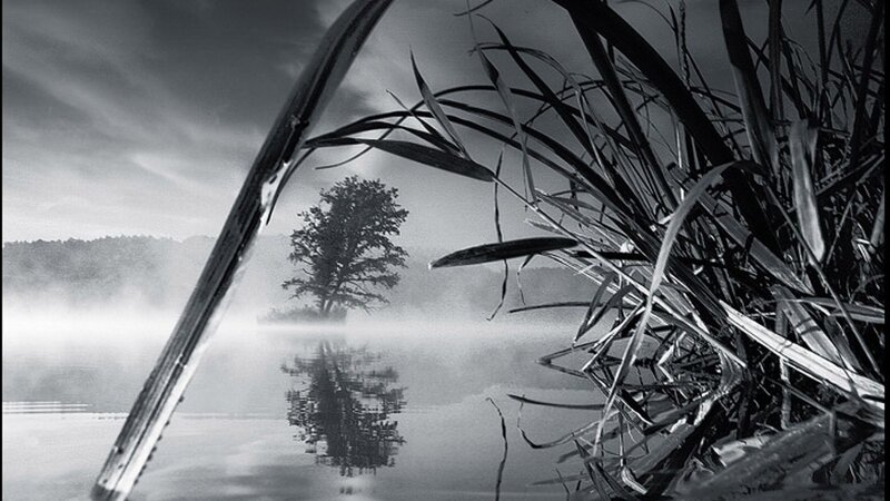 Tree on Island in Fog