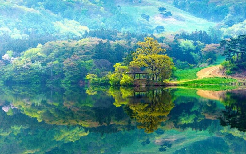 Tree on Island in Lake — Green, Serene, Spring