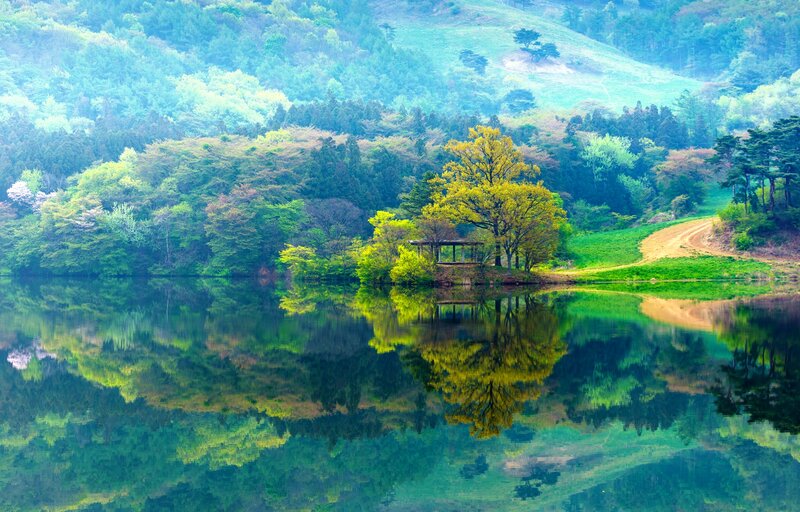 Tree on Island in Lake — Green, Serene