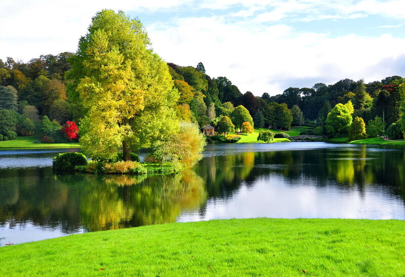 Tree on Island in Lake — Green