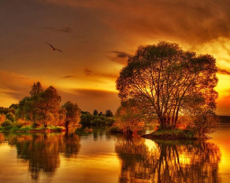 Tree on Island in Lake — Orange