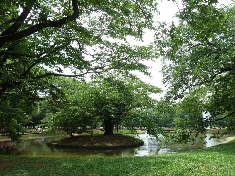 Tree on Island in Pond