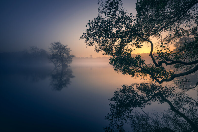 Tree on Lake at Sunrise