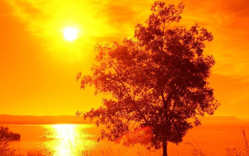 Tree on Lakeshore — Orange, Dramatic, Sunset