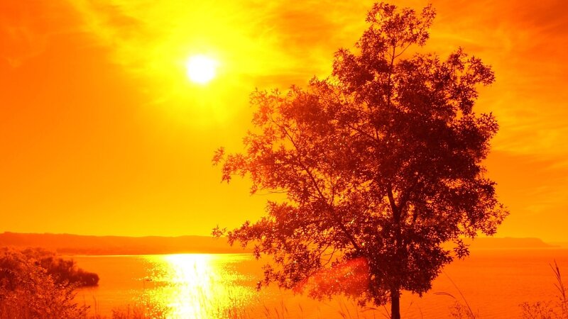 Tree on Lakeshore — Orange, Dramatic