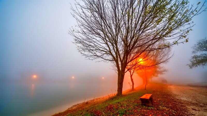 Tree on Lakeshore — Orange, Misty