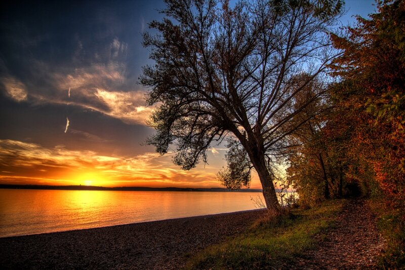 Tree on Lakeshore — Orange, Serene