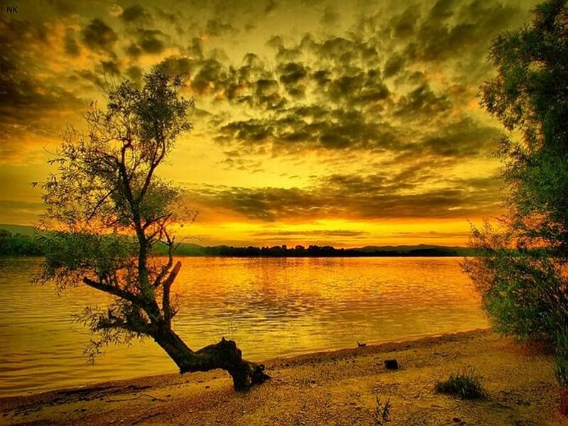 Tree on Lakeshore — Yellow