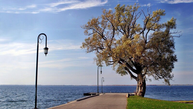 Tree on Lakeside Path