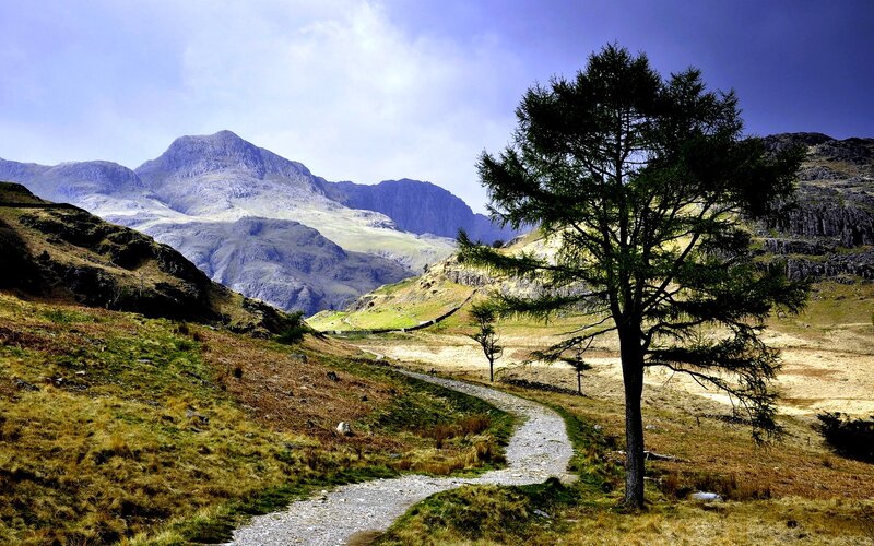 Tree on Mountain Path — Green