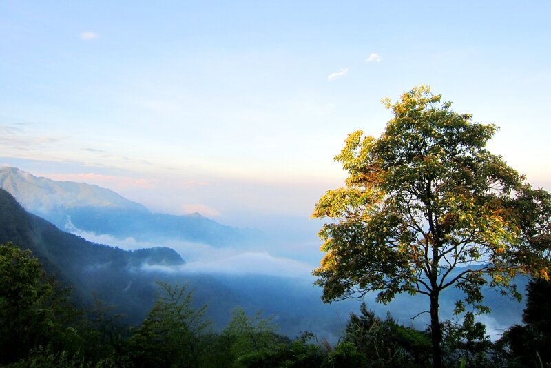 Tree on Mountain Peak — Blue