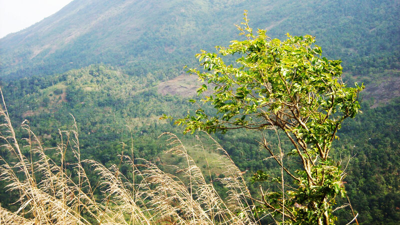 Tree on Mountain Slope