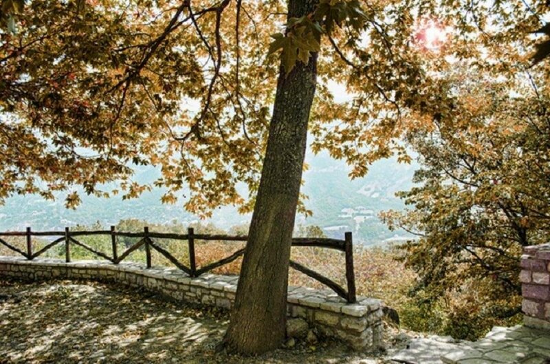 Tree on Overlook