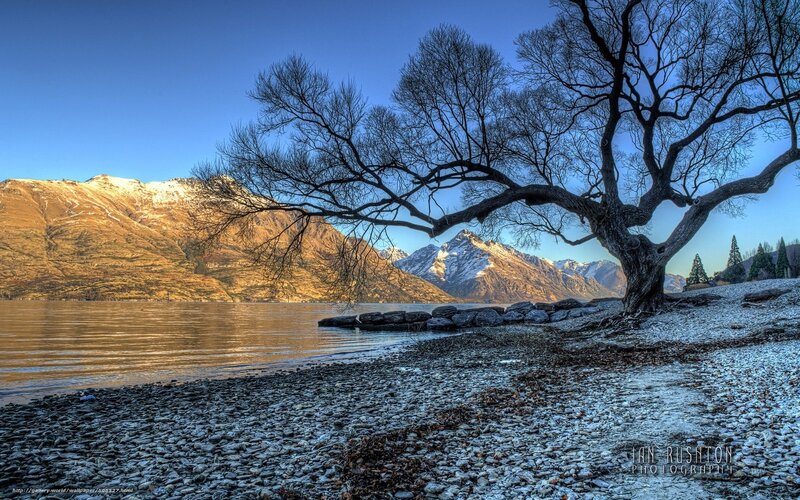 Tree on Pebble Beach — Blue