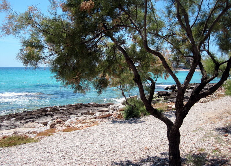 Tree on Pebble Beach