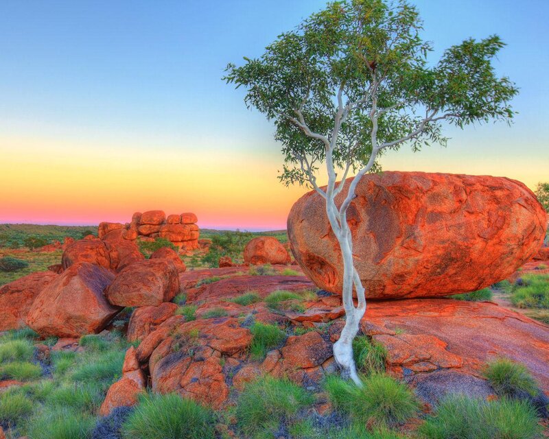 Tree on Red Rock