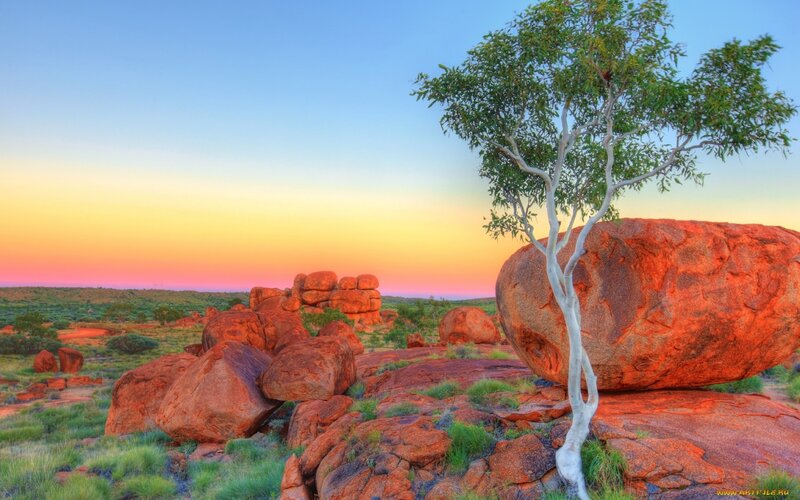 Tree on Red Rocks
