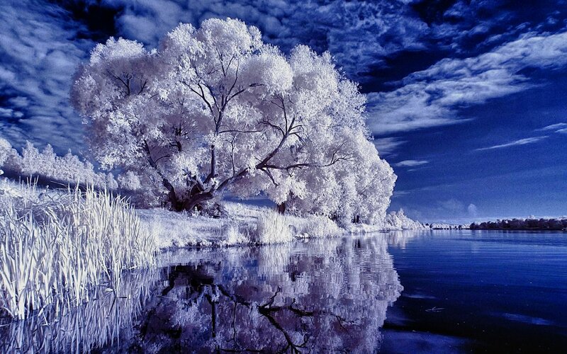 Tree on Riverbank — Blue, Dramatic