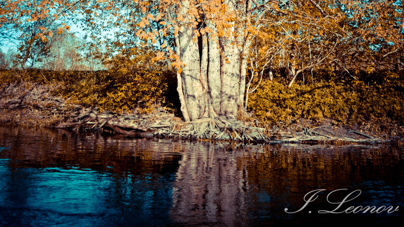 Tree on Riverbank — Blue, Serene, Autumn