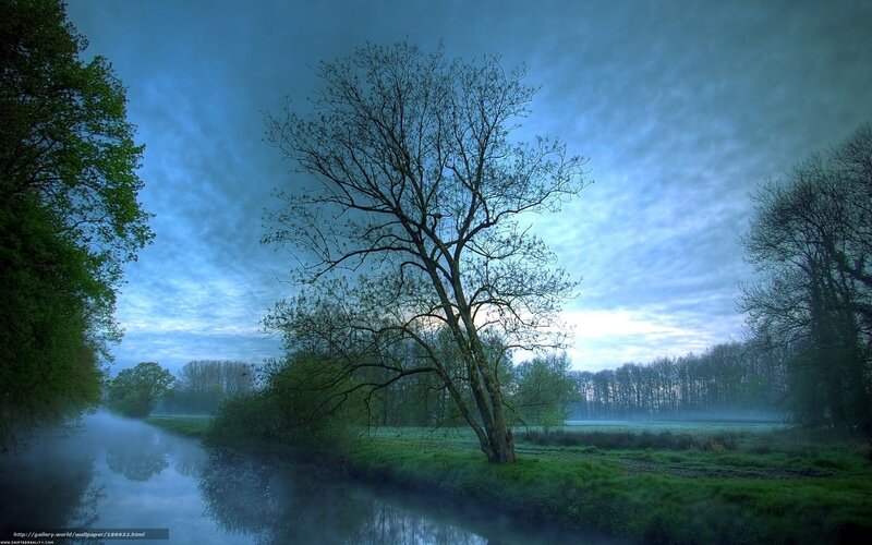 Tree on Riverbank — Blue, Serene, Morning