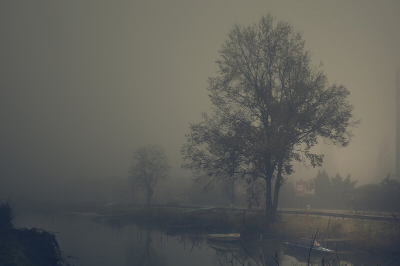 Tree on Riverbank — Gray