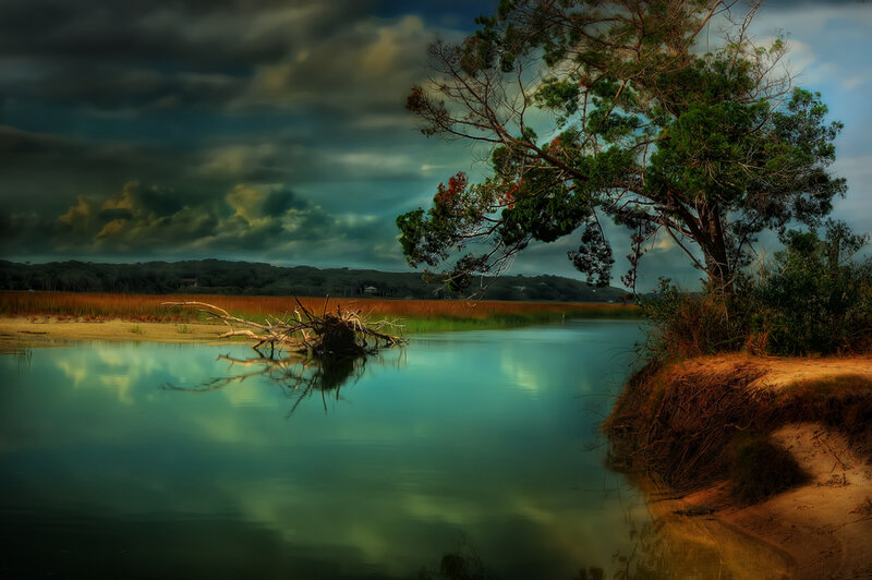 Tree on Riverbank — Green