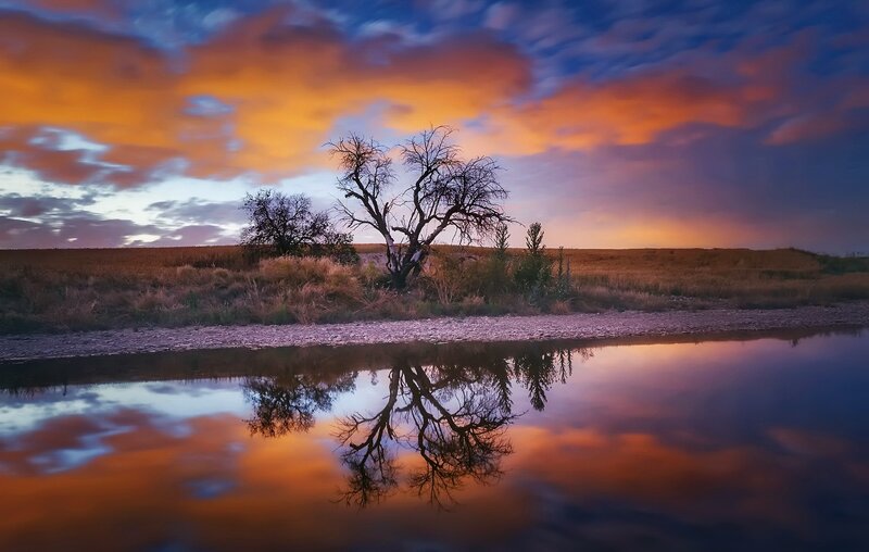 Tree on Riverbank — Orange