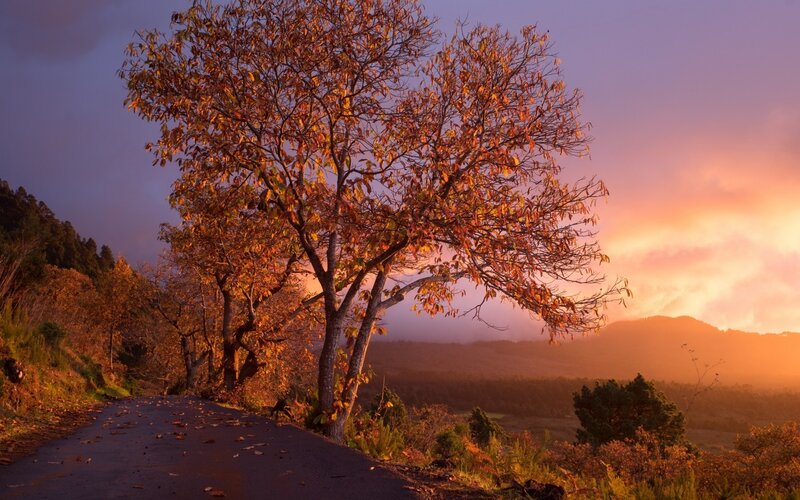 Tree on Roadside at Sunset — Orange