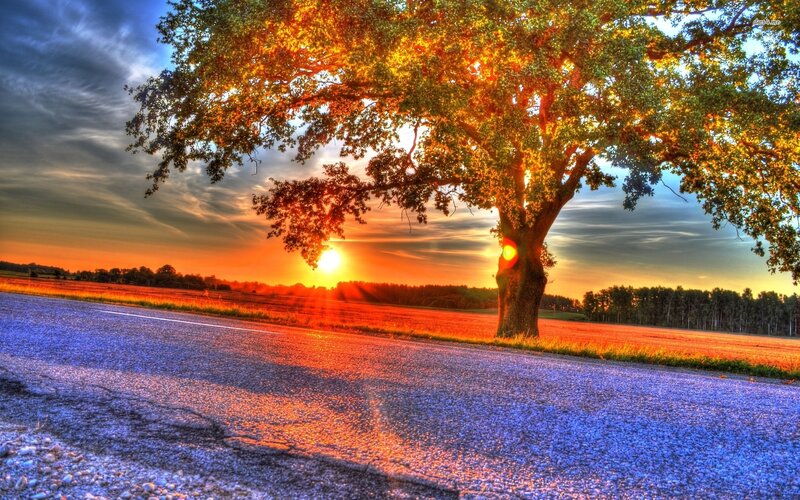 Tree on Roadside at Sunset