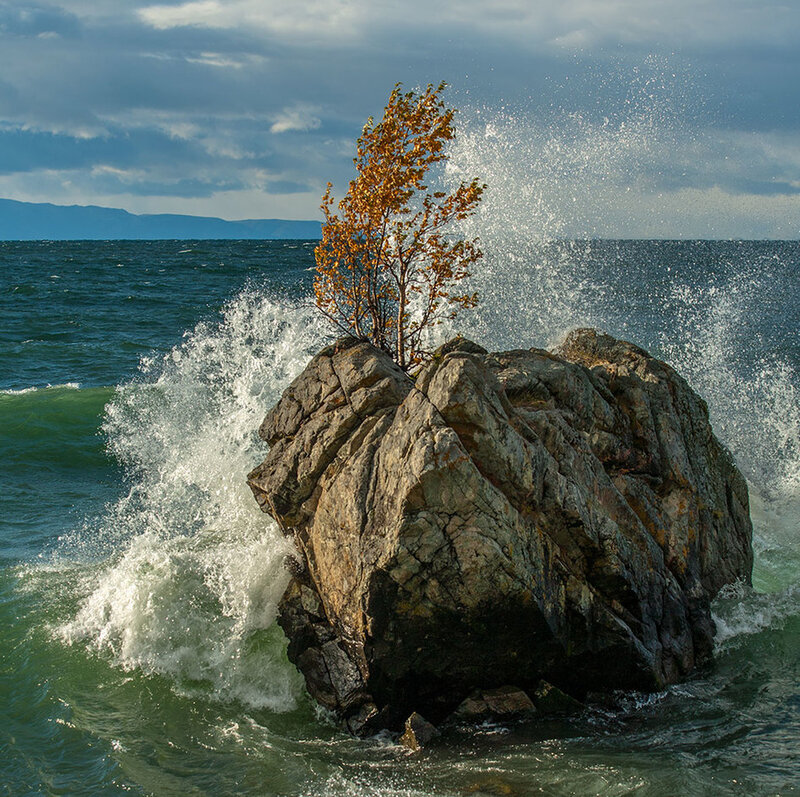 Tree on Rock in Ocean