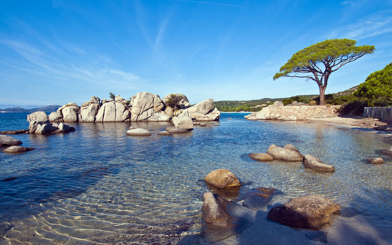 Tree on Rocky Beach — Blue, Serene